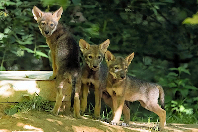 Celebrate Summer with Red Wolf Pups, Dinosaurs, and More at the Woodlands Nature Station