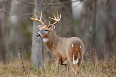 Land Between the Lakes Quota Deer Hunt Applications Available July 1-31