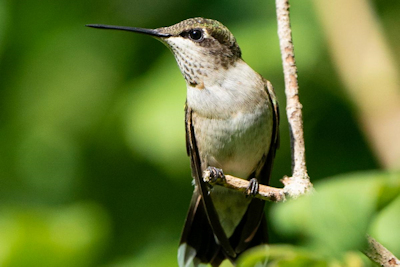 Woodlands Nature Station Hosts 26th Annual Hummingbird Fest