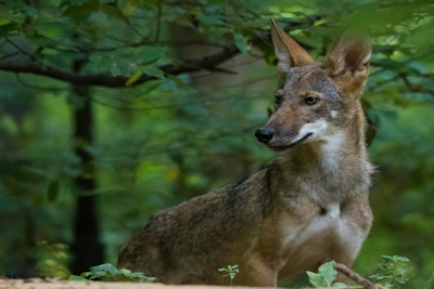 A Howlin' Good Fall Break at Woodlands Nature Station