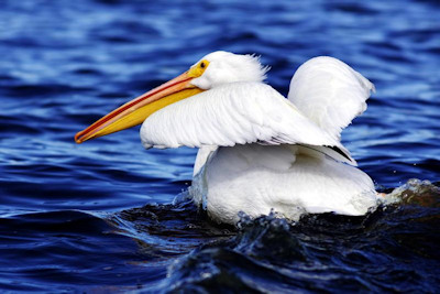 Wildlife Refuge Closures at Land Between The Lakes