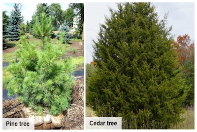 Land Between the Lakes Offers Free Cedar Christmas Trees