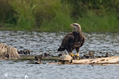 Bald Eagle Tours Return to Land Between The Lakes
