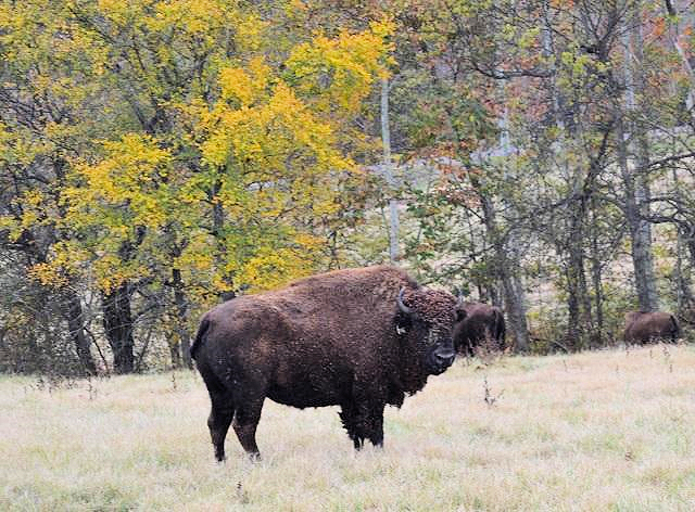 Land Between the Lakes to Host Bison Auction