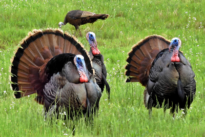 Turkey Quota Hunt Applications Available Online February 1-28