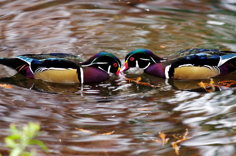 Wildlife Refuges Reopen in Land Between The Lakes