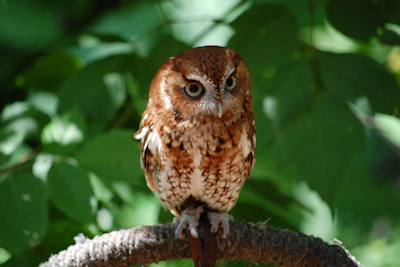 Woodlands Nature Station Celebrates the