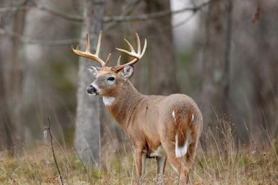 Land Between the Lakes Quota Deer Hunt Applications Available July 1-31