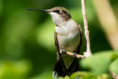 Woodlands Nature Station Hosts 27th Annual Hummingbird Fest