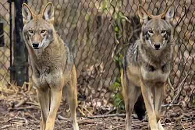 Wolf Week at Woodlands Nature Station