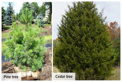 Free Cedar Christmas Trees Offered at Land Between The Lakes
