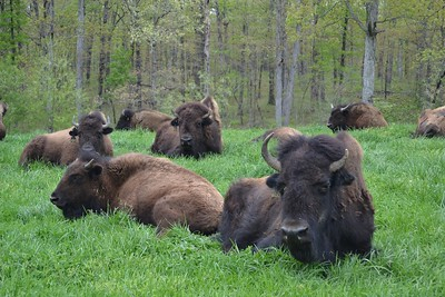 Land Between The Lakes to Host Bison Auction