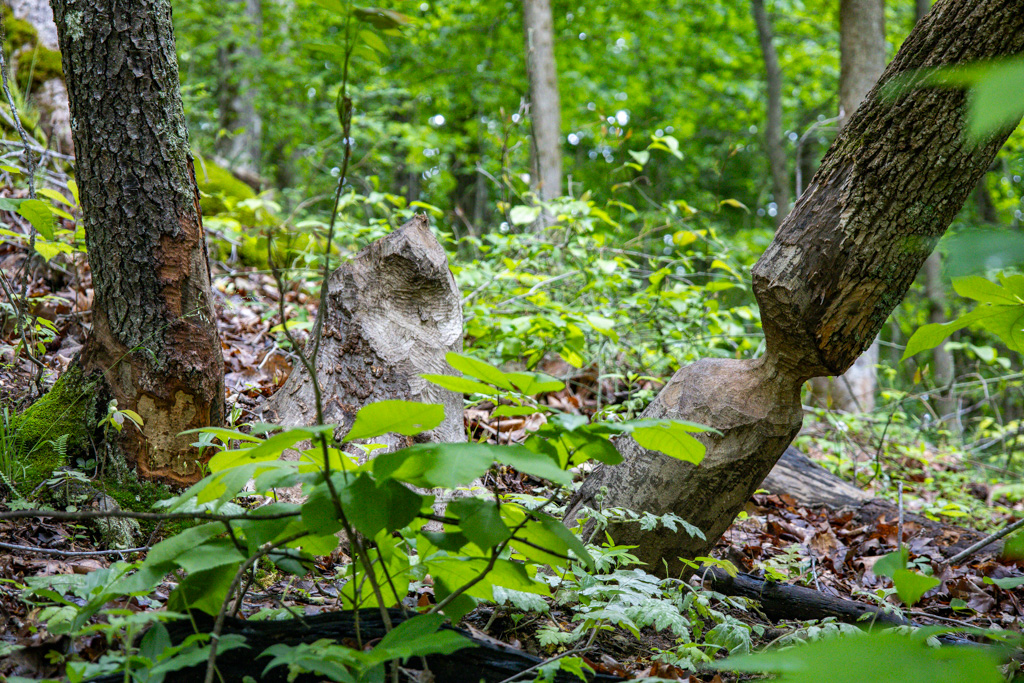 Exploring Ferguson Springs in LBL