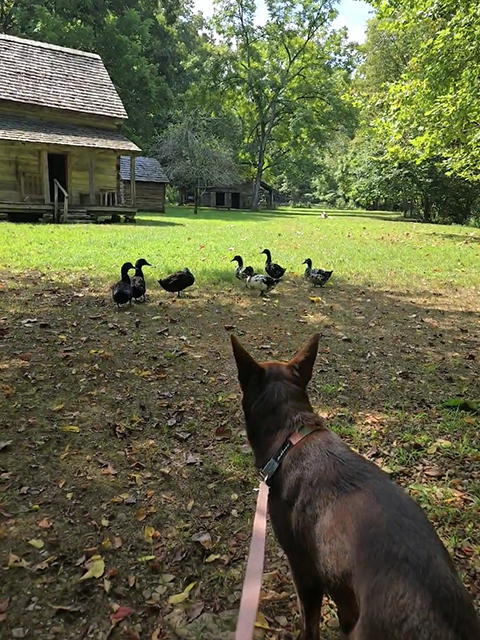 Visiting Land Between the Lakes with Your Furry Friend