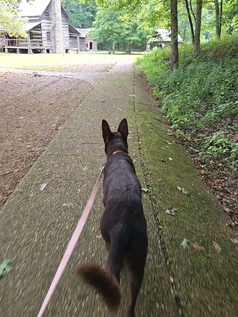 Visiting Land Between the Lakes with Your Furry Friend