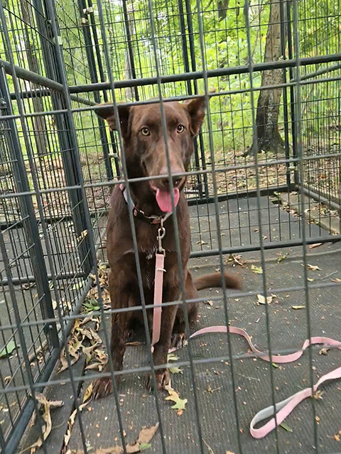 Visiting Land Between the Lakes with Your Furry Friend