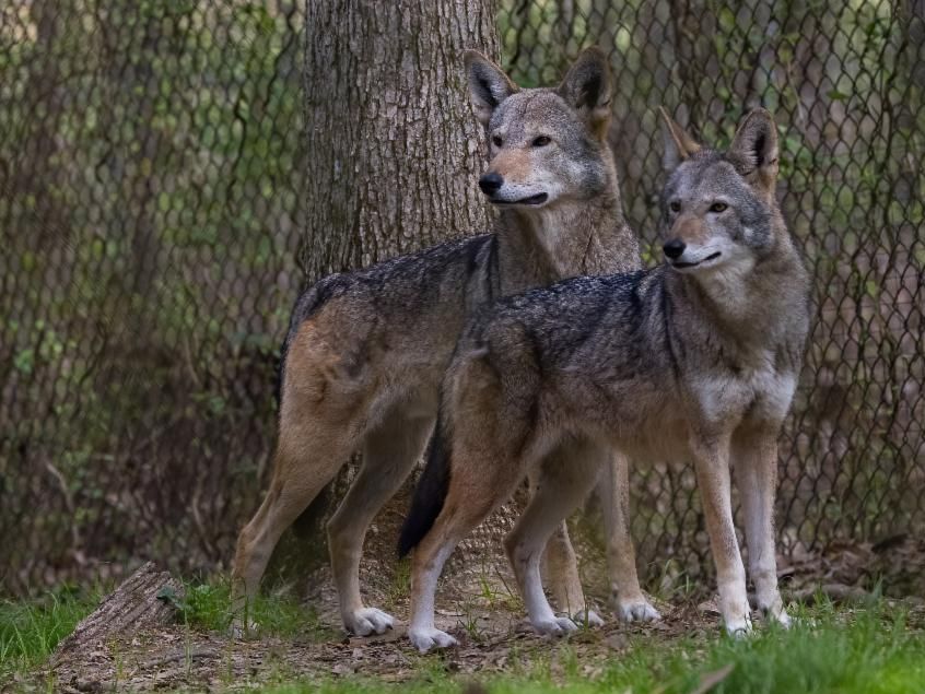 A Howlin' Good Fall Break: Wolf Week at the Woodlands Nature Station