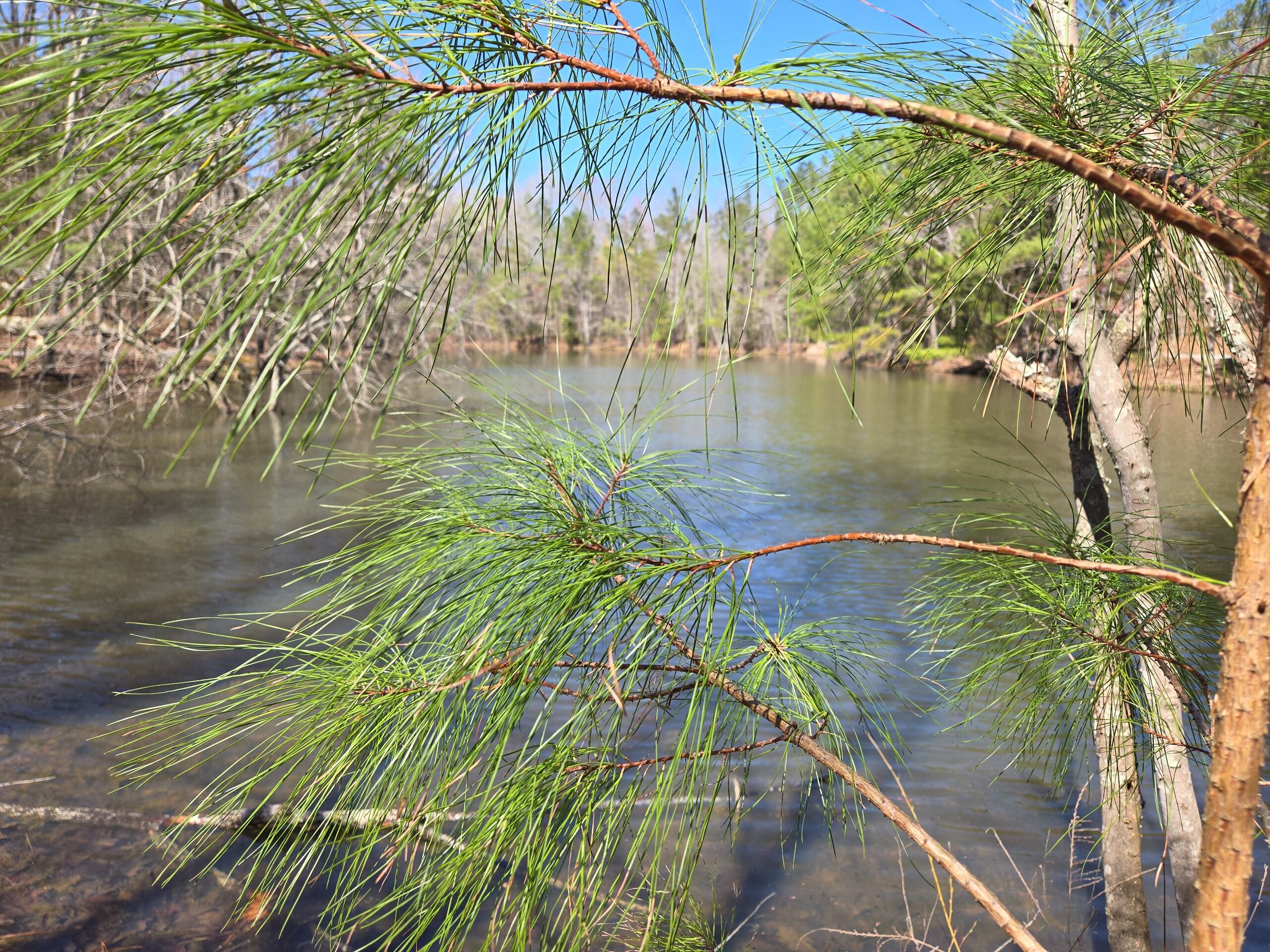 A Peaceful Pause at Cedar Pond