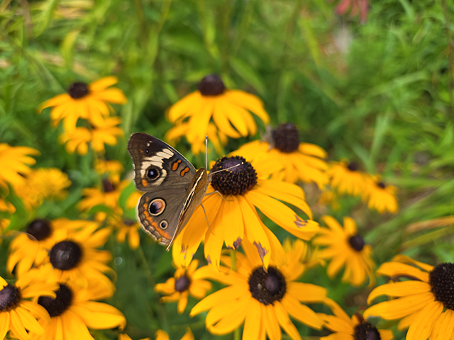 Discovering a Hidden Oasis: Kentucky Dam State Park's Sustainability Garden