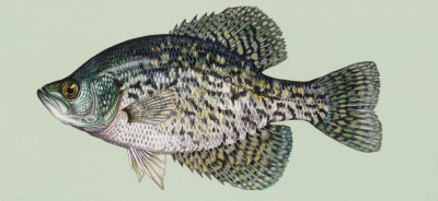 Black Crappie on Kentucky Lake