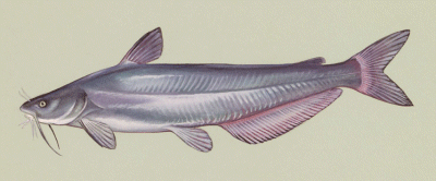 Blue Catfish on Kentucky Lake