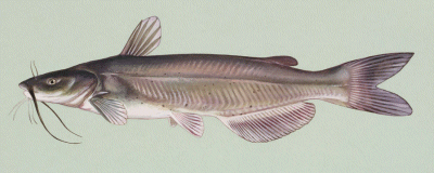 Channel Catfish on Kentucky Lake