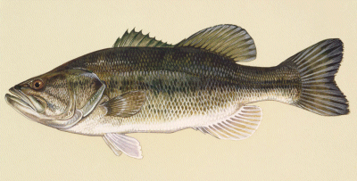 Largemouth Bass on Kentucky Lake