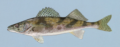 Sauger on Kentucky Lake