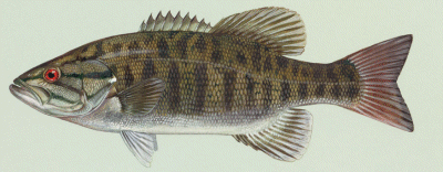Smallmouth Bass on Kentucky Lake