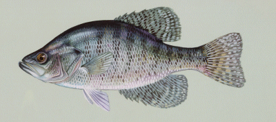 White Crappie on Kentucky Lake