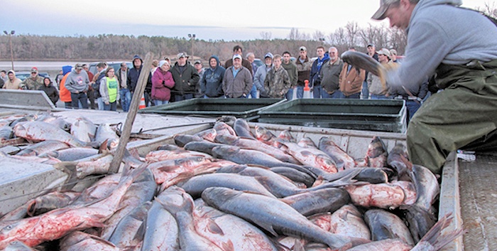 Asian Carp