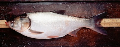 Asian Carp on Kentucky Lake