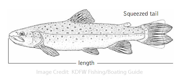 How to Measure Your Fish