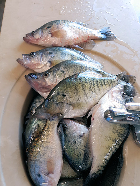 John Morgan's Photo